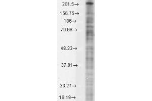 Nav1. (Nav1.8 antibody  (C-Term))