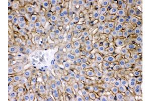 Anti- SLC10A1 Picoband antibody, IHC(P) IHC(P): Rat Liver Tissue (SLC10A1 antibody  (C-Term))