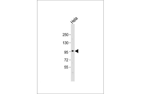 SP1 antibody  (C-Term)