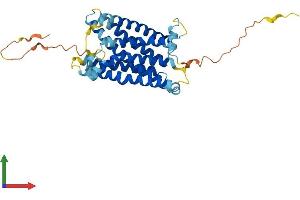 AlphaFold protein structure predicition of Human Recombinant MRGPRF Protein, UniprotID Q96AM1 (Mrgprf Protein (AA 1-343) (His tag))