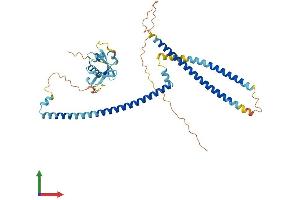 Protein Structure (PS) image for Ras Association (RalGDS/AF-6) Domain Family (N-terminal) Member 9 (RASSF9) (AA 1-435) protein (His tag) (ABIN7559532)