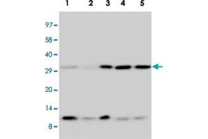 Western blot analysis of tissue and cell extracts with Ubiquitin polyclonal antibody . (Ubiquitin B antibody  (AA 29-45))