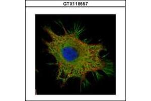 Image no. 3 for anti-Coiled-Coil Domain Containing 50 (CCDC50) (AA 1-187) antibody (ABIN1497124) (CCDC50 antibody  (AA 1-187))