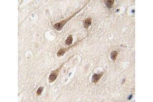 IHC analysis of FFPE human brain tissue stained with RUNX1 antibody (RUNX1 antibody  (AA 227-255))