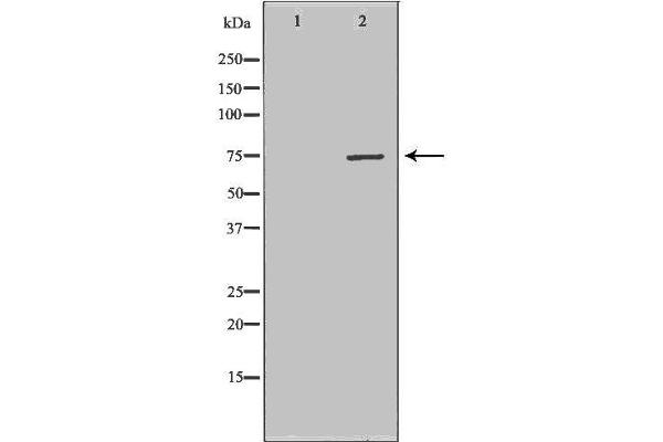 CPT2 antibody  (Internal Region)