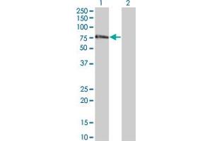 ZNF18 antibody  (AA 282-380)