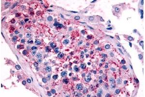 Human Testis (formalin-fixed, paraffin-embedded) stained with HTR1E antibody ABIN213509 at 16-24 ug/ml followed by biotinylated goat anti-rabbit IgG secondary antibody ABIN481713, alkaline phosphatase-streptavidin and chromogen. (Serotonin Receptor 1E antibody  (Cytoplasmic Domain))