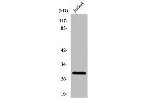 Western Blot analysis of Jurkat cells using Granzyme K Polyclonal Antibody (GZMK antibody  (Internal Region))