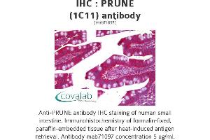 Image no. 1 for anti-Prune Exopolyphosphatase (PRUNE) antibody (ABIN1723943) (PRUNE antibody)