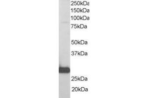 Western Blotting (WB) image for anti-RAN Binding Protein 1 (RANBP1) (C-Term) antibody (ABIN2465292) (RANBP1 antibody  (C-Term))