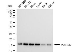 anti-Mitochondrial Import Receptor Subunit TOM20 homolog (TOMM20) antibody