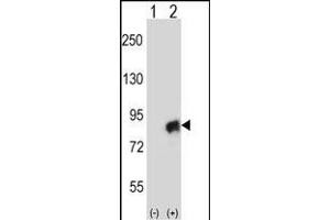 Western blot analysis of CUL4A (arrow) using rabbit polyclonal CUL4A Antibody (N-term) (ABIN657794 and ABIN2846767). (Cullin 4A antibody  (N-Term))