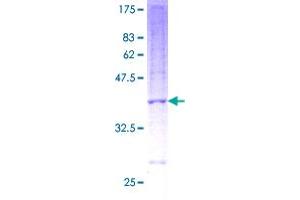 NDUFB3 Protein (AA 1-98) (GST tag)