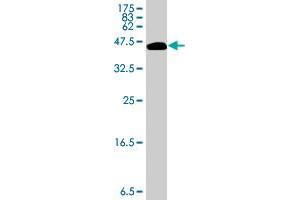 Western Blot detection against Immunogen (35. (COL1A1 antibody  (AA 1021-1108))