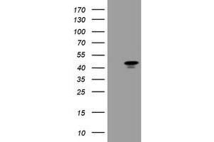 Image no. 1 for anti-Transcription Factor MafB (MAFB) antibody (ABIN1499251) (MAFB antibody)