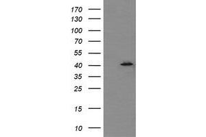Image no. 1 for anti-Mitogen-Activated Protein Kinase 13 (MAPK13) antibody (ABIN1499958) (MAPK13 antibody)