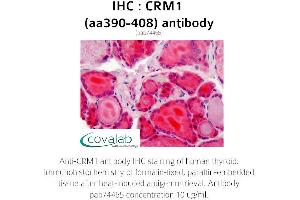 Image no. 2 for anti-Exportin 1 (XPO1) (AA 390-408) antibody (ABIN1733319) (XPO1 antibody  (AA 390-408))