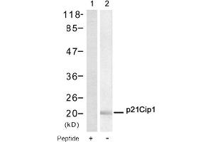 Image no. 1 for anti-Cyclin-Dependent Kinase Inhibitor 1A (p21, Cip1) (CDKN1A) (AA 143-147) antibody (ABIN319316) (p21 antibody  (AA 143-147))