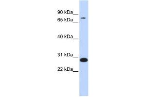 WB Suggested Anti-TCF12 Antibody Titration:  0. (TCF12 antibody  (Middle Region))