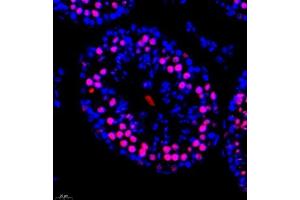 Immunofluorescence of paraffin embedded mouse testis using RANBP3 (ABIN7075360) at dilution of 1:700 (400x lens) (RanBP3 antibody)