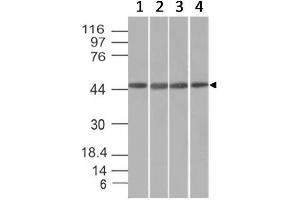 FBXO5 antibody  (AA 1-250)