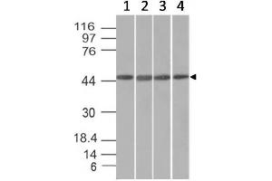 Western Blot of HeLa, HepG2, HEK293 and K562 cell lysates with EMI1 Mouse Monoclonal Antibody (EMI1/1176).