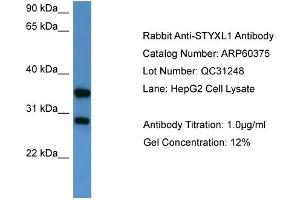 WB Suggested Anti-STYXL1  Antibody Titration: 0. (STYXL1 antibody  (Middle Region))