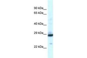 Image no. 1 for anti-phosphoglycerate Mutase 1 (Brain) (PGAM1) (AA 130-179) antibody (ABIN6747497) (PGAM1 antibody  (AA 130-179))