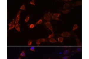 Immunofluorescence analysis of NIH-3T3 cells using PSMD14 Polyclonal Antibody at dilution of 1:100 (40x lens). (PSMD14 antibody)
