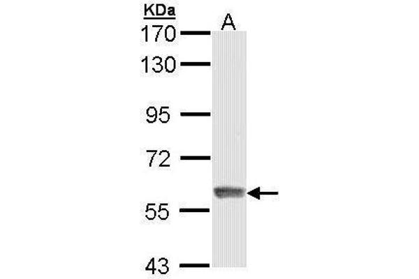 IFIT3 antibody