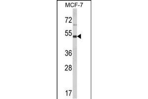 Western blot analysis of LUC7L2 Antibody (C-term) (ABIN653502 and ABIN2842911) in MCF-7 cell line lysates (35 μg/lane). (LUC7L2 antibody  (C-Term))