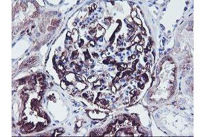 Immunohistochemical staining of paraffin-embedded Human Kidney tissue using anti-SCHIP1 mouse monoclonal antibody. (SCHIP1 antibody)