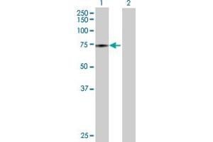 Western Blot analysis of ATAD3B expression in transfected 293T cell line by ATAD3B MaxPab polyclonal antibody. (ATAD3B antibody  (AA 1-648))