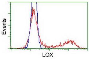 Image no. 1 for anti-Lysyl Oxidase (LOX) (AA 22-168) antibody (ABIN1491218) (LOX antibody  (AA 22-168))