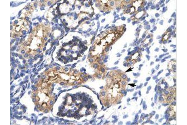 EHF antibody  (AA 95-144)