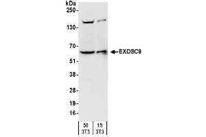 Western Blotting (WB) image for anti-Exosome Component 9 (EXOSC9) (AA 389-439) antibody (ABIN7450230) (EXOSC9 antibody  (AA 389-439))