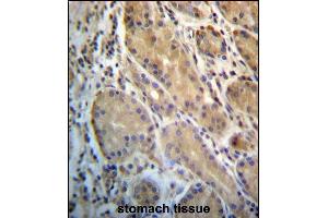 ERO1L Antibody (C-term) (ABIN657228 and ABIN2846330) immunohistochemistry analysis in formalin fixed and paraffin embedded human stomach tissue followed by peroxidase conjugation of the secondary antibody and DAB staining. (ERO1L antibody  (C-Term))