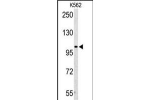 Western blot analysis of PD2 Antibody (Center) (ABIN653063 and ABIN2842664) in K562 cell line lysates (35 μg/lane). (AMPD2 antibody  (AA 187-217))