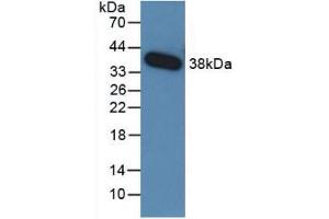 Western Blot; Sample: Recombinant TGFb3, Human. (TGFB3 antibody  (AA 24-300))