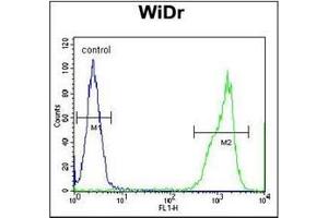 Flow Cytometry analysis of WiDr cells using RT4I1 Antibody (C-term) Cat. (RTN4IP1 antibody  (C-Term))