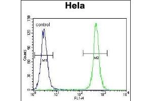 TSPYL6 Antibody (Center) (ABIN655239 and ABIN2844842) flow cytometric analysis of Hela cells (right histogram) compared to a negative control cell (left histogram). (TSPY-Like 6 antibody  (AA 206-235))