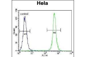TSPYL6 Antibody (Center) (ABIN655239 and ABIN2844842) flow cytometric analysis of Hela cells (right histogram) compared to a negative control cell (left histogram). (TSPY-Like 6 antibody  (AA 206-235))