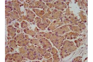 IHC image of ABIN7170553 diluted at 1:200 and staining in paraffin-embedded human pancreatic tissue performed on a Leica BondTM system. (SMPD2 antibody  (AA 199-301))