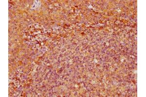 IHC image of ABIN7151367 diluted at 1:500 and staining in paraffin-embedded human tonsil tissue performed on a Leica BondTM system. (CD39 antibody  (AA 316-474))