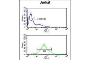 Flow cytometric analysis of Jurkat cells (bottom histogram) compared to a negative control cell (top histogram). (SHCBP1 antibody  (C-Term))