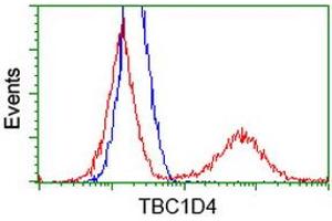 HEK293T cells transfected with either RC212105 overexpress plasmid (Red) or empty vector control plasmid (Blue) were immunostained by anti-TBC1D4 antibody (ABIN2454437), and then analyzed by flow cytometry. (TBC1D4 antibody)