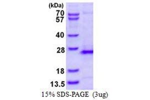 Image no. 1 for Ras Homolog Family Member G (RHOG) protein (His tag) (ABIN1098313) (RHOG Protein (His tag))