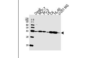 Lane 1: Daudi Cell lysates, Lane 2: MCF-7 Cell lysates, Lane 3: PC-3 Cell lysates, Lane 4: L6 Cell lysates, Lane 5: C6 Cell lysates, Lane 6: HL-60 Cell lysates, Lane 7: U-251 MG Cell lysates, probed with CREB3L4 (1165CT16. (CREB3L4 antibody)