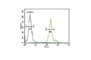 GA Antibody (C-term) (ABIN653290 and ABIN2842797) flow cytometric analysis of 293 cells (right histogram) compared to a negative control cell (left histogram). (GPM6A antibody  (C-Term))