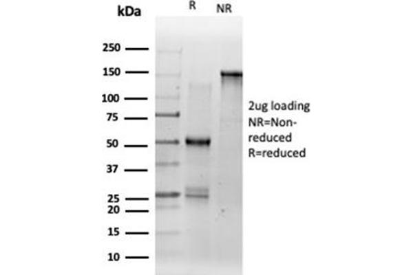 DMRT2 antibody